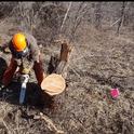 Making a second cut of a Russian olive stump close to the ground.