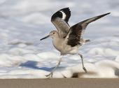 A willet in the surf.