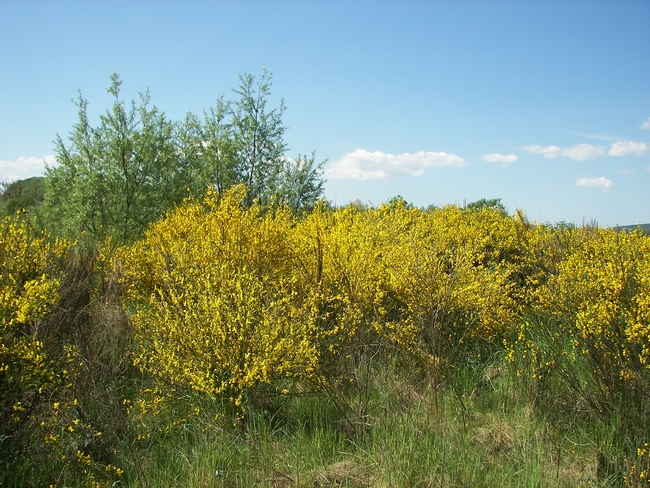 Scotch broom is an invasive plant that was introduced as an ornamental.