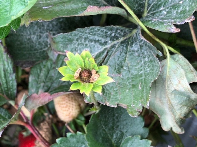 Figure 1. Close up of strawberry flower dud. Note bron color which indicates the fruit will not make.