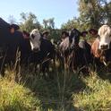 Traditional and targeted grazing can and do manage fuel load in rangeland and forested lands.