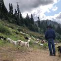 Peace of mind for the shepherd (or goatherd) can be a significant benefit offered by guardian dogs.