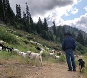 Peace of mind for the shepherd (or goatherd) can be a significant benefit offered by guardian dogs.