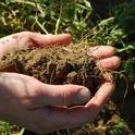 Healthy soil improves water infiltration and nutrient cycling.