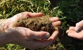Healthy soil improves water infiltration and nutrient cycling.