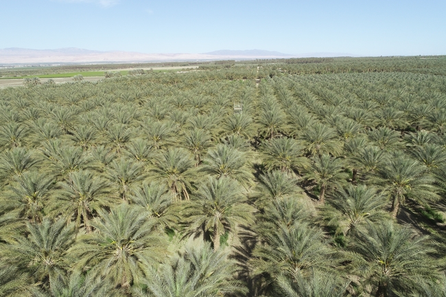 One of the monitoring towers established in a commercial date palm in Thermal (left picture taken by drone), and a close view of the tower.