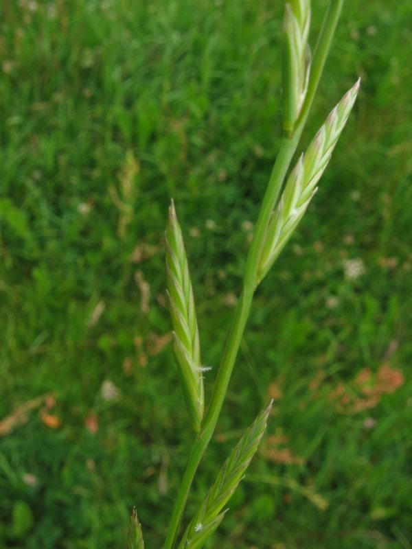 Italian ryegrass (Lolium multiflorum) is a persistent weed for growers in rainfed winter grass systems. (Photo: Kristian Peters, CC BY-SA 3.0))