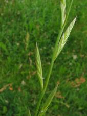 Italian ryegrass (Lolium multiflorum) is a persistent weed for growers in rainfed winter grass systems. (Photo: Kristian Peters, CC BY-SA 3.0))