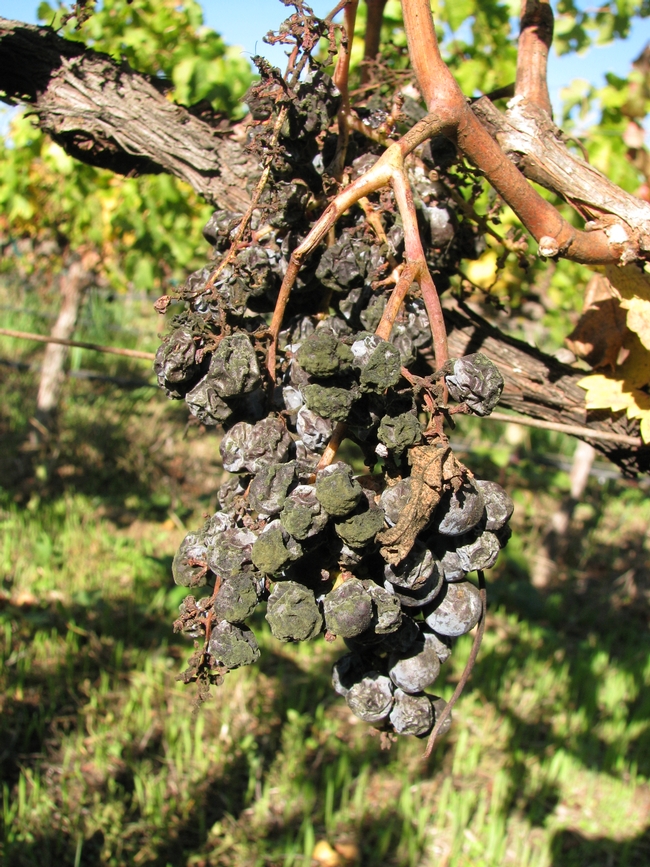 Allowing unsold grapes to remain on the vines makes sense. Clusters that decompose over the winter are unlikely to have a noticeable effect on fungal disease pressure the following year.