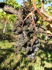 Allowing unsold grapes to remain on the vines makes sense. Clusters that decompose over the winter are unlikely to have a noticeable effect on fungal disease pressure the following year.