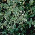 Figure 2. Alfalfa weevil causes intense leaf damage, often reducing yields and quality during spring cuttings.