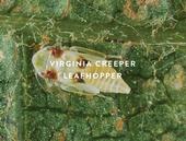 Virginia-creeper-leafhopper