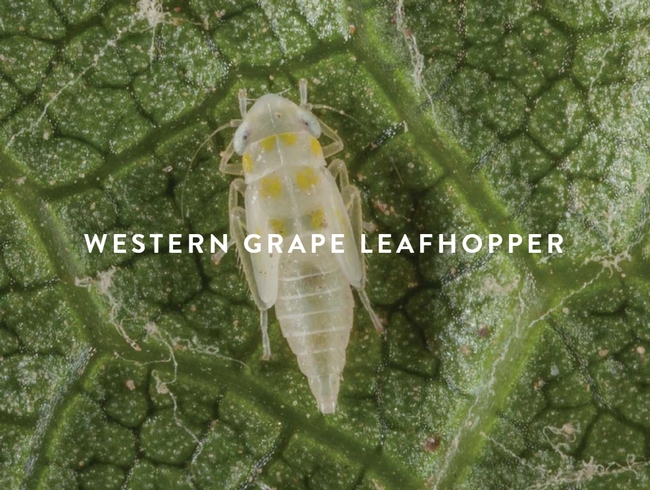 Western-grape-leafhopper