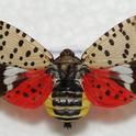 An adult spotted lanternfly with its wings spread.