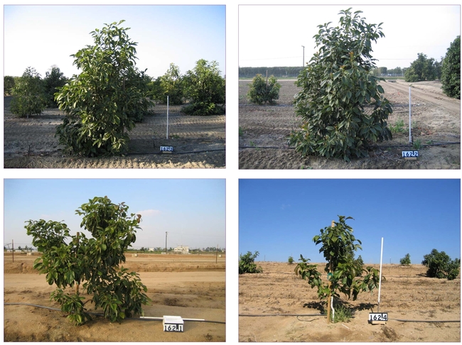 Figure 2: Tree height—a quantitative trait—at different locations in identical genotypes (clonally replicated). The white stick in each photo measures 1 m in length.