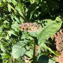 Younger orchards are much more susceptible to the negative impacts of weed overgrowth.