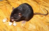 Before trapping, make sure you know what rodent pest you have.  (Photo: Karsten Paulick from Pixabay)