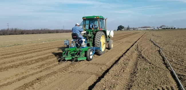 Planting garbanzo beans for a research trial at the UC West Side Research and Extension Center in the San Joaquin Valley, 2020.