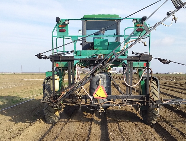 Weed control in garbanzo trial at West Side REC.