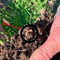 Crane fly larvae (Photo: Stephanie Larson)