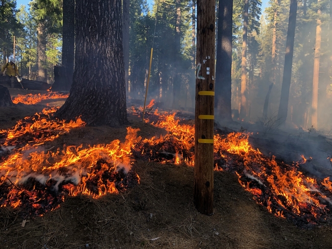 The prescribed fire at Blodgett Forest reduced surface fuels and killed young tree seedlings, inhibiting the future development of a ladder fuel layer.