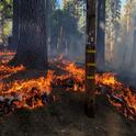 The prescribed fire at Blodgett Forest reduced surface fuels and killed young tree seedlings, inhibiting the future development of a ladder fuel layer.