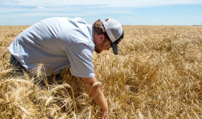 A wheat farmer searches for a duck nest in a wheat field after seeing a hen flush ahead of his advancing harvester.