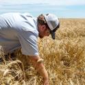 A wheat farmer searches for a duck nest in a wheat field after seeing a hen flush ahead of his advancing harvester.