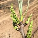 Female pistachio flowers.