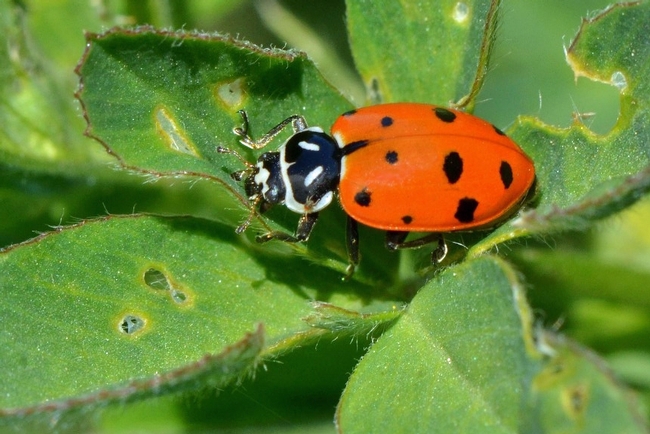 Figure 1. An adult convergent lady beetle (Hippodamia convergens), an important aphid predator in alfalfa.