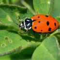 Figure 1. An adult convergent lady beetle (Hippodamia convergens), an important aphid predator in alfalfa.