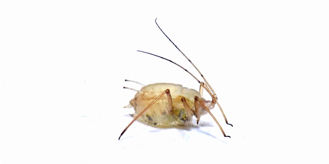 Figure 2. A mummified aphid (pea aphid) currently hosting a developing parasitoid wasp, likely an Aphidius species.