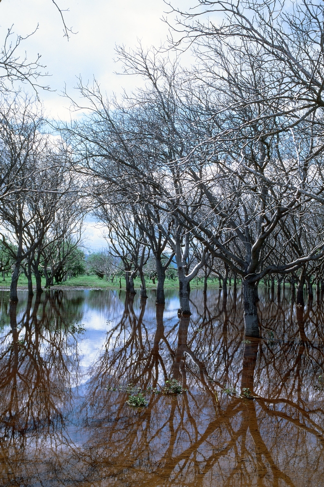 A flood irrigated walnut orchard irrigation. (Photo: Jack Kelly Clark, UC IPM)
