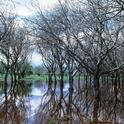 A flood irrigated walnut orchard irrigation. (Photo: Jack Kelly Clark, UC IPM)