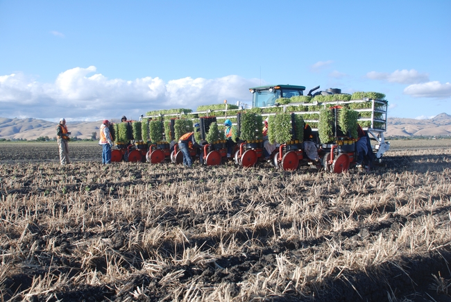 Strip till processing tomato transplanting into cover crop residue in Hollister.