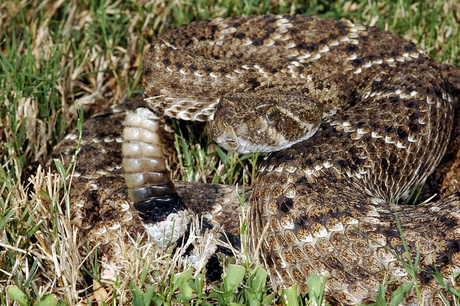 The Western diamondback is the most dangerous of the nine rattlesnakes found in California because of their size and aggressive nature. (Photo: Clinton & Charles Robertson, Del Rio, Texas & San Marcos, Texas. CC BY 2.0 Wikimedia Commons)