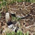 The Western diamondback is the most dangerous of the nine rattlesnake species found in California because of their size and aggressive nature. (Photo: Clinton & Charles Robertson, Del Rio, Texas & San Marcos, Texas. CC BY 2.0 Wikimedia Commons)