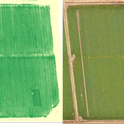 Figure 1. A field in Solano County where three N-rich reference strips are visible at tillering using a canopy reflectance measurement (left), but not visible to the naked eye (right).