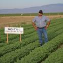 UC ANR Westside Research and Extension Center superintendent Rafael Solorio standing in no-tillage, no cover crop garbanzo plot