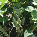 Stunting and wilting in sunflower caused by S. rolfsii infection. (Photo: Megan McCaghey).