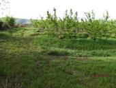 Figure 1. High infestation of Italian ryegrass in a peach orchard. (Photo: Maor Matzrafi)