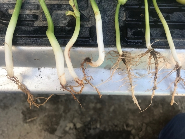 Photo 2. Lima bean seedlings infected with Fusarium root rot (4 left plants) compared to healthy roots (3 plants on right).