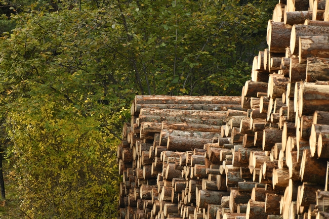 Felled and stacked timber.