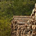 Felled and stacked timber.