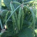 Photo 3. Adjacent CB77 blackeye plants show high levels of resistance to cowpea aphid infestations.