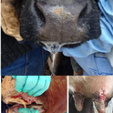 Clinical signs of vesicular stomatitis in cattle