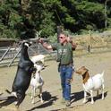 Goats showing food preferences.