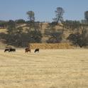 Cattle, hay, annual grassland, and oak savanna in Monterey County.