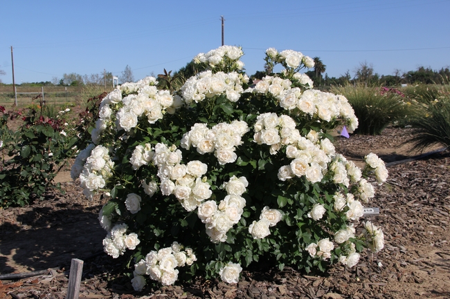 'Icecap' rose from the Meilland breeding program