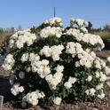 'Icecap' rose from the Meilland breeding program